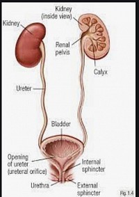 Urinary system